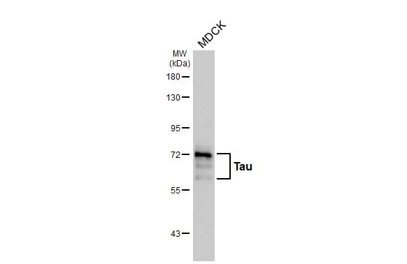 Tau Antibody (HL2982) - Azide and BSA Free