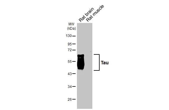 Tau Antibody (HL2982) - Azide and BSA Free