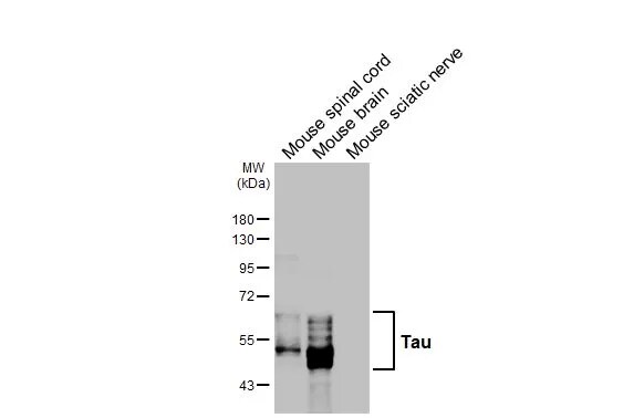 Tau Antibody (HL2982) - Azide and BSA Free