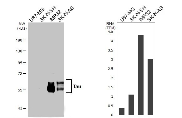 Tau Antibody (HL2982) - Azide and BSA Free