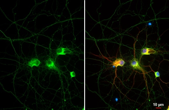 Tau Antibody (HL2736) - Azide and BSA Free