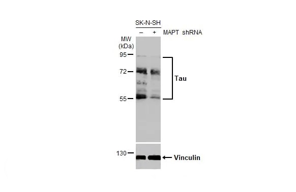Tau Antibody (HL2736) - Azide and BSA Free