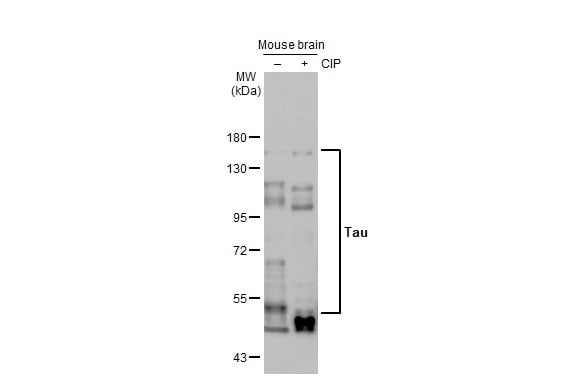 Tau Antibody (HL2736) - Azide and BSA Free