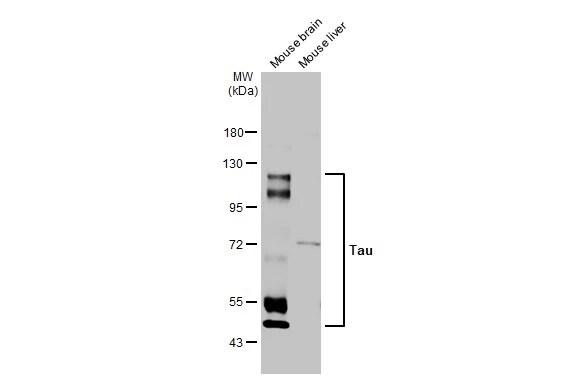 Tau Antibody (HL2736) - Azide and BSA Free