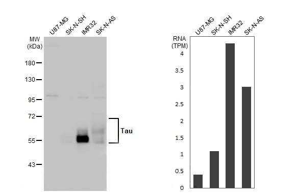 Tau Antibody (HL2736) - Azide and BSA Free
