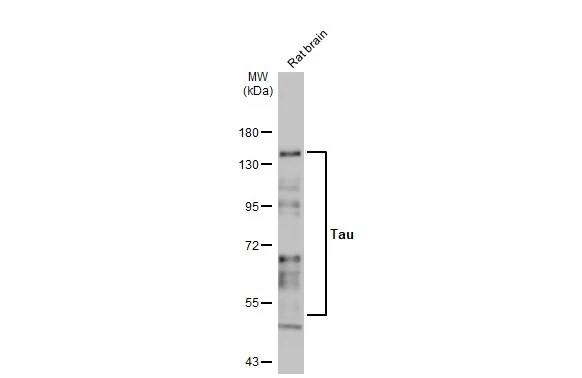 Tau Antibody (HL2736) - Azide and BSA Free