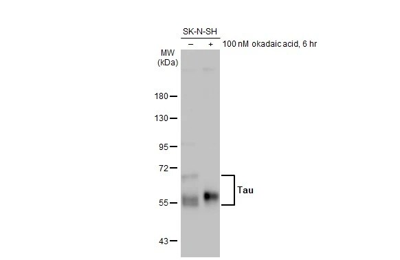 Tau Antibody (HL2736) - Azide and BSA Free