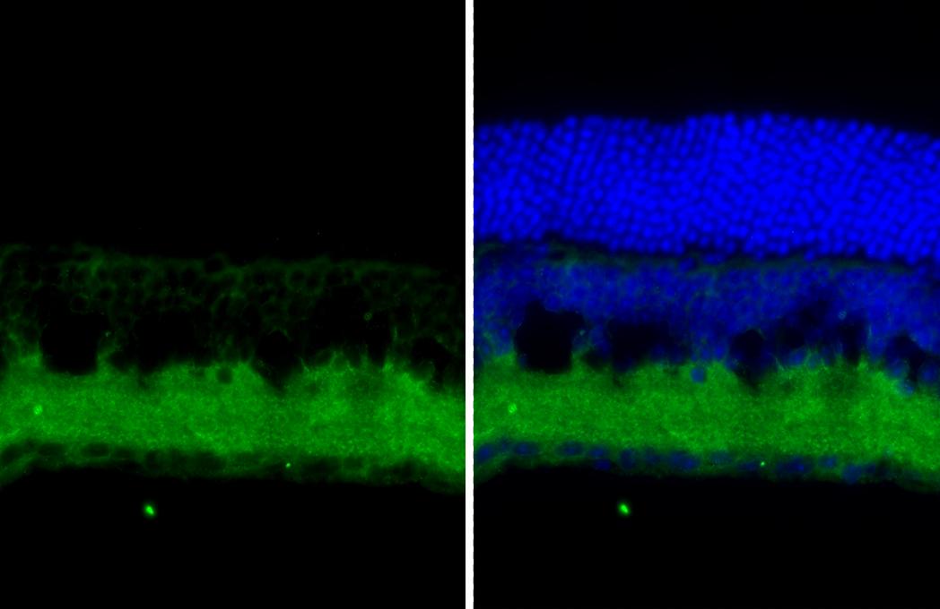 Tau Antibody (HL2736) - Azide and BSA Free