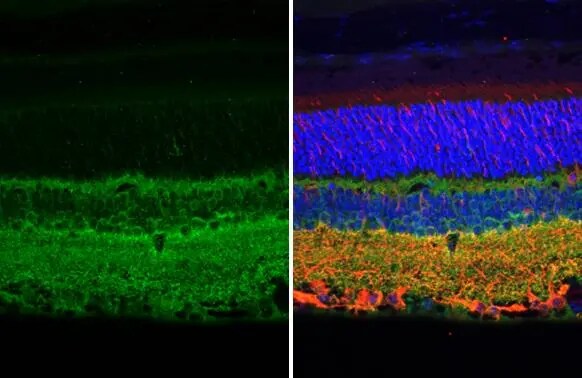 Tau Antibody (HL2802) - Azide and BSA Free
