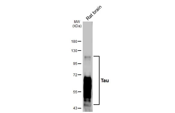 Tau Antibody (HL2802) - Azide and BSA Free