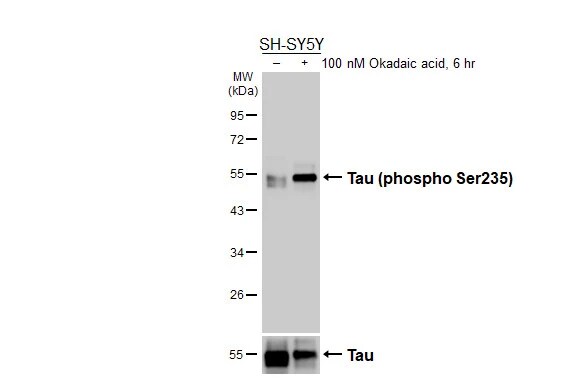 Tau [p Ser235] Antibody (HL3899) - Azide and BSA Free