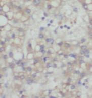TOMM7 Antibody - BSA Free