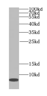 TOMM7 Antibody - BSA Free