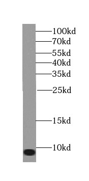 TOMM6 Antibody - BSA Free