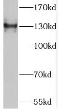 TNS3 Antibody - BSA Free