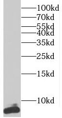 TNP1 Antibody - BSA Free