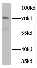 Tnk1 Antibody - BSA Free