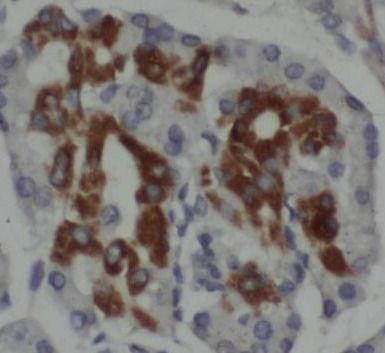 TMPRSS4 Antibody - BSA Free
