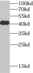 Tropomodulin 4 Antibody - BSA Free