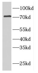 ELL2 Antibody - BSA Free