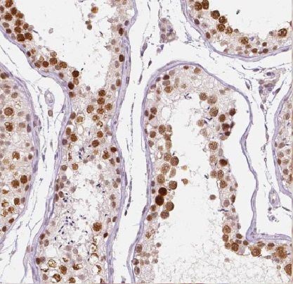 EDRF1 Antibody - BSA Free