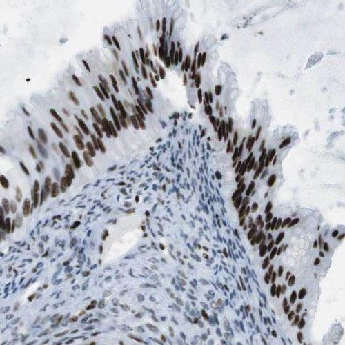 TMEM5 Antibody - BSA Free