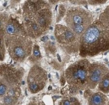 AGMO Antibody - BSA Free