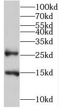 TMEM182 Antibody - BSA Free