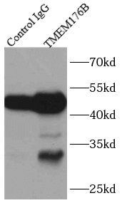 LR8 Antibody - BSA Free