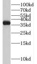 TMEM165 Antibody - BSA Free