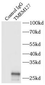TMEM127 Antibody - BSA Free