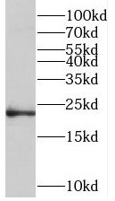 TMEM11 Antibody - BSA Free