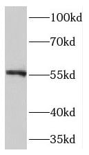 TMEM102 Antibody - BSA Free