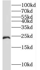TMED3 Antibody - BSA Free