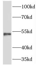 TMCO6 Antibody - BSA Free