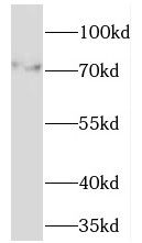 TMCC1 Antibody - BSA Free