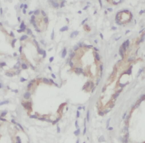 TM7SF2 Antibody - BSA Free