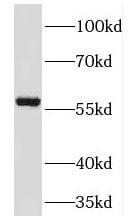TM7SF2 Antibody - BSA Free