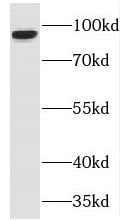 TJAP1 Antibody - BSA Free