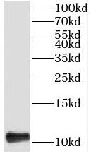 TIMM13 Antibody - BSA Free