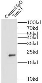 TIMM23 Antibody - BSA Free