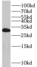 THYN1 Antibody - BSA Free