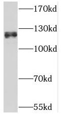 THRAP3 Antibody - BSA Free