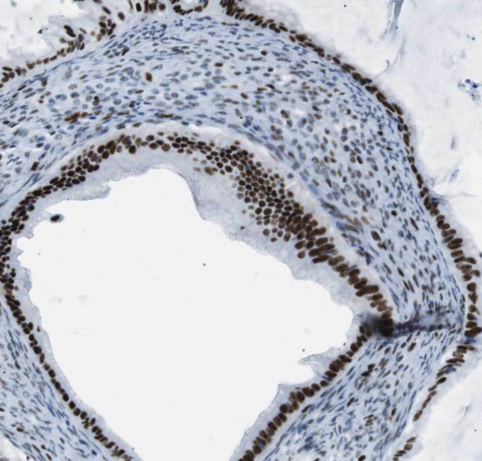 THRAP3 Antibody - BSA Free