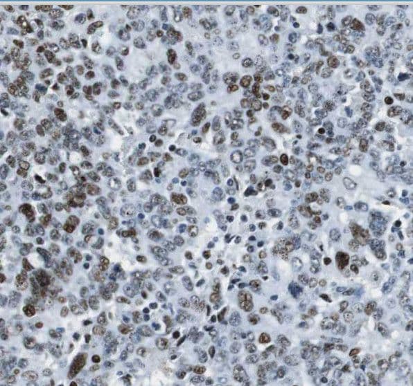 WDR58 Antibody - BSA Free