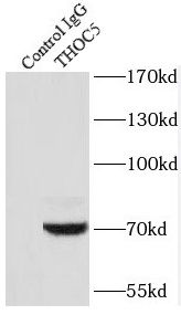 THOC5 Antibody - BSA Free