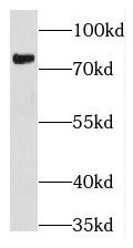 THOC5 Antibody - BSA Free