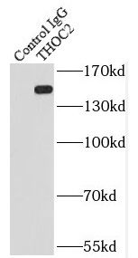 THOC2 Antibody - BSA Free