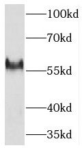 THNSL2 Antibody - BSA Free