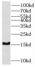 THEM2 Antibody - BSA Free